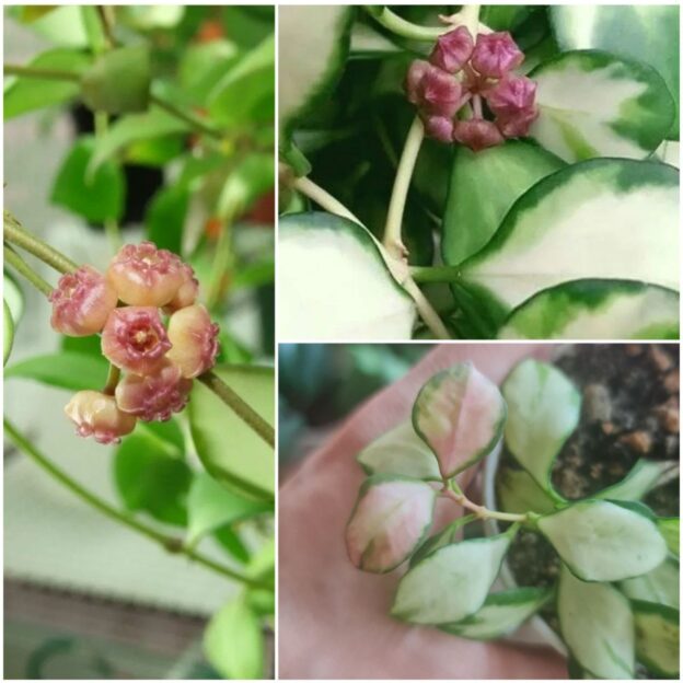 Hoya heuschkeliana variegata (хойя хешкелиана вариегата)