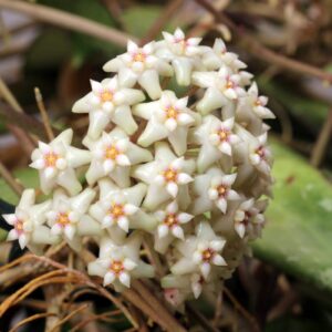 Hoya sp.Phu Kradueng Loei Province