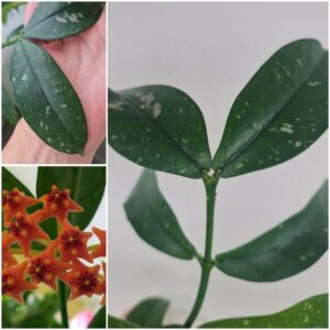 Hoya Lobbii Orange (хойя Лобби орандж)