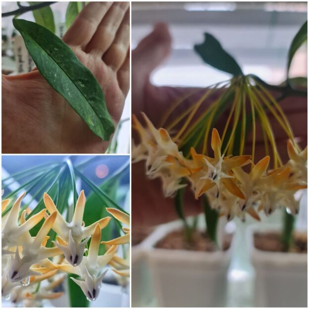 Hoya multiflora (Хойя мультифлора узкий лист)