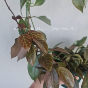 Hoya Obscura red (хойя обскура ред)