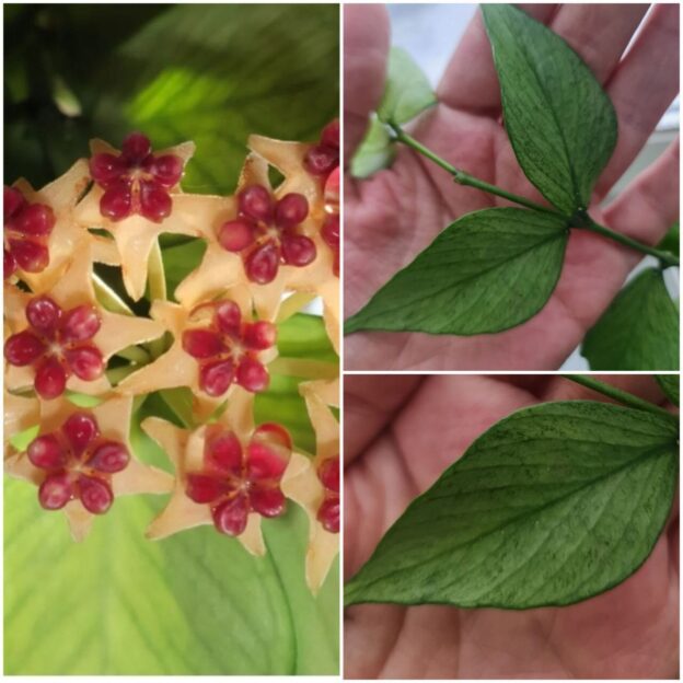 Hoya Polyneura Broget (хойя полинейра брогет)