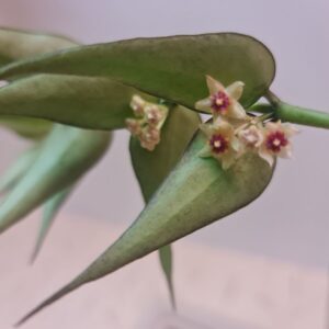 Hoya Polyneura complex Vietnam