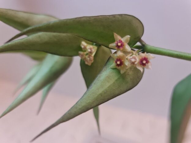 Hoya Polyneura complex Vietnam