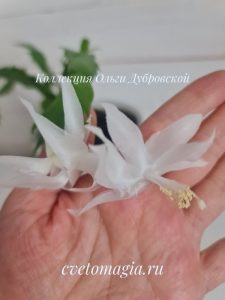 Angel Dance