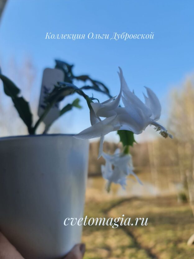 Angel Dance
