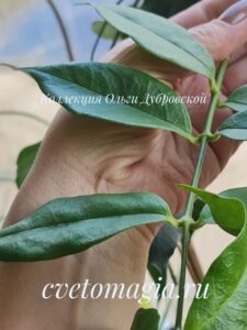 Hoya Danumensis subsp. Amarii( SP. Sumatra yellow)