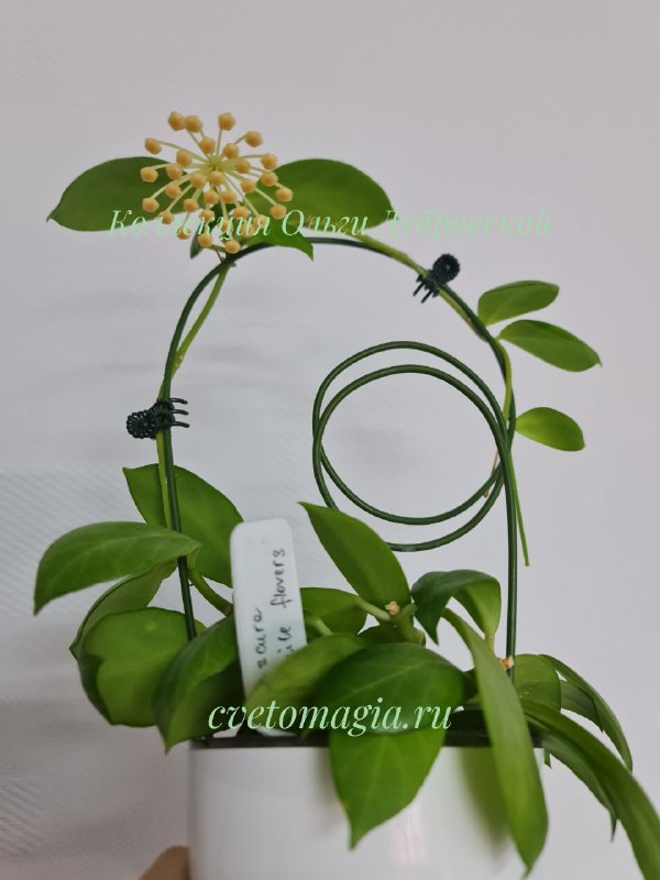 Hoya Obscura white flowers