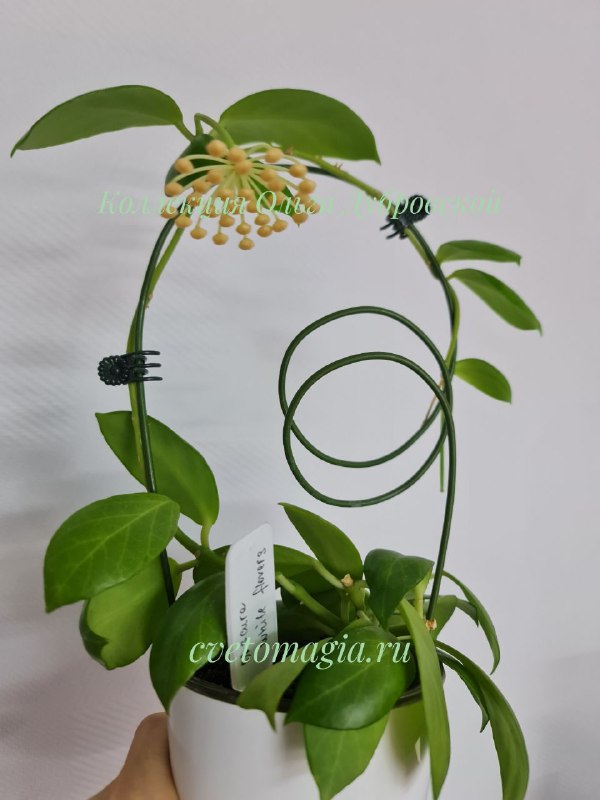 Hoya Obscura white flowers