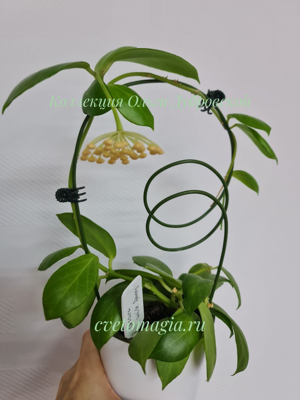 Hoya Obscura white flowers