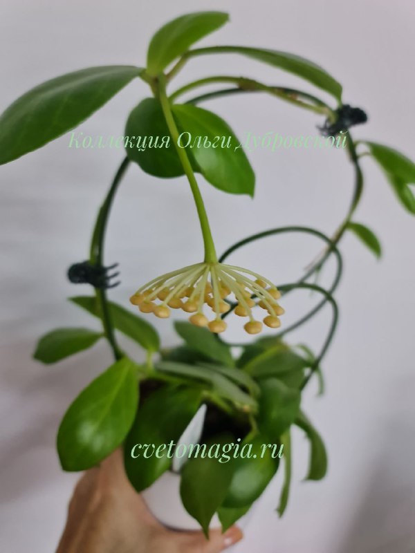 Hoya Obscura white flowers