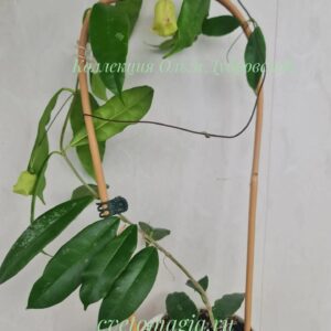 Hoya sammannaniana