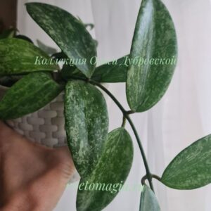 Hoya sp.Rangsan
