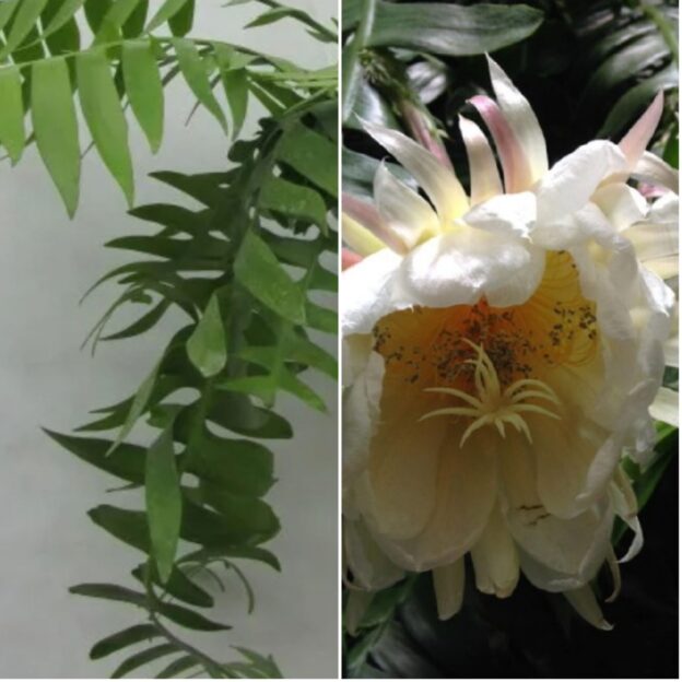 Epiphyllum Marniera (Марниера)