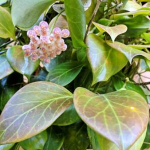 Hoya Obscura white flowers