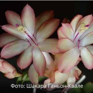 Шлюмбергера Colibri Adreana