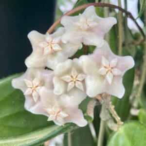 Hoya vangviengiensis (вангвингенсис)