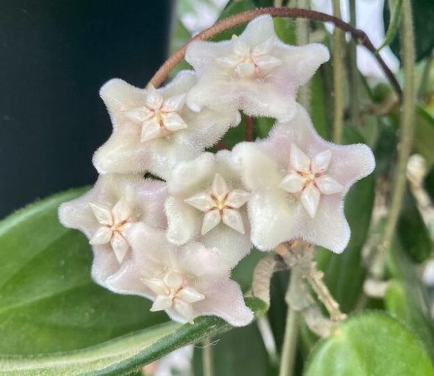 Hoya vangviengiensis (вангвингенсис)