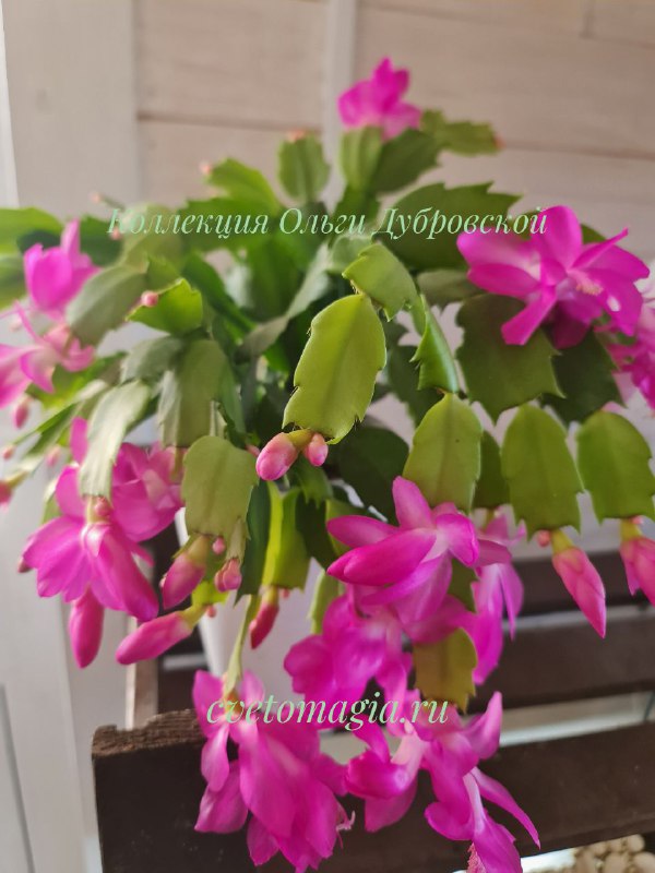 Шлюмбергера Liberty Judy (декабрист Либерти Джуди) — изображение 5