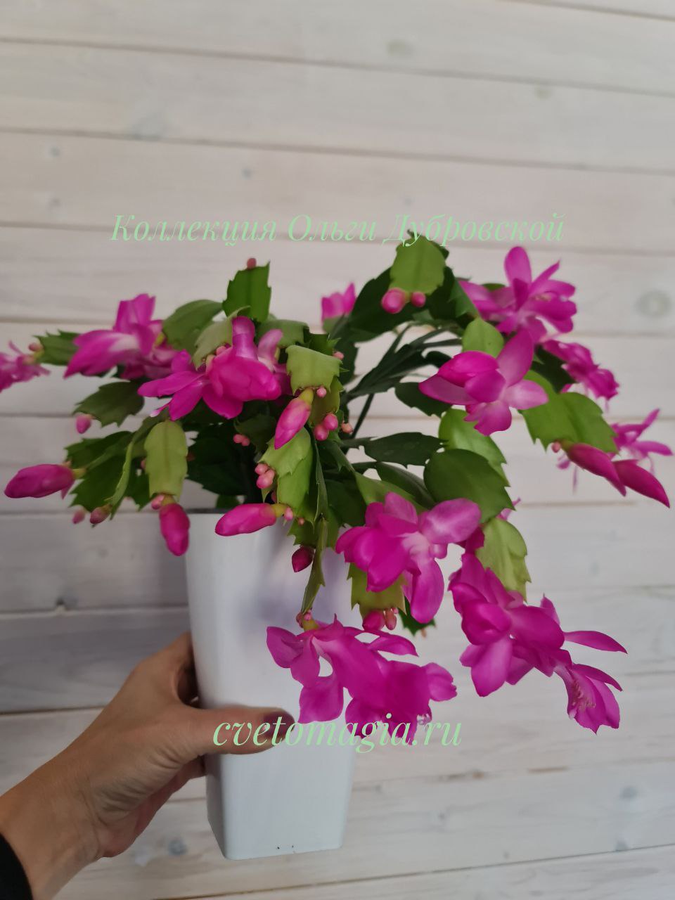 Шлюмбергера Liberty Judy (декабрист Либерти Джуди)