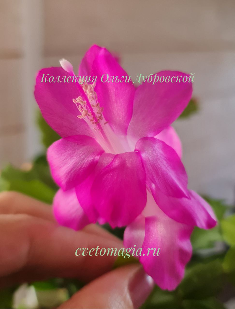 Шлюмбергера Liberty Judy (декабрист Либерти Джуди) — изображение 4