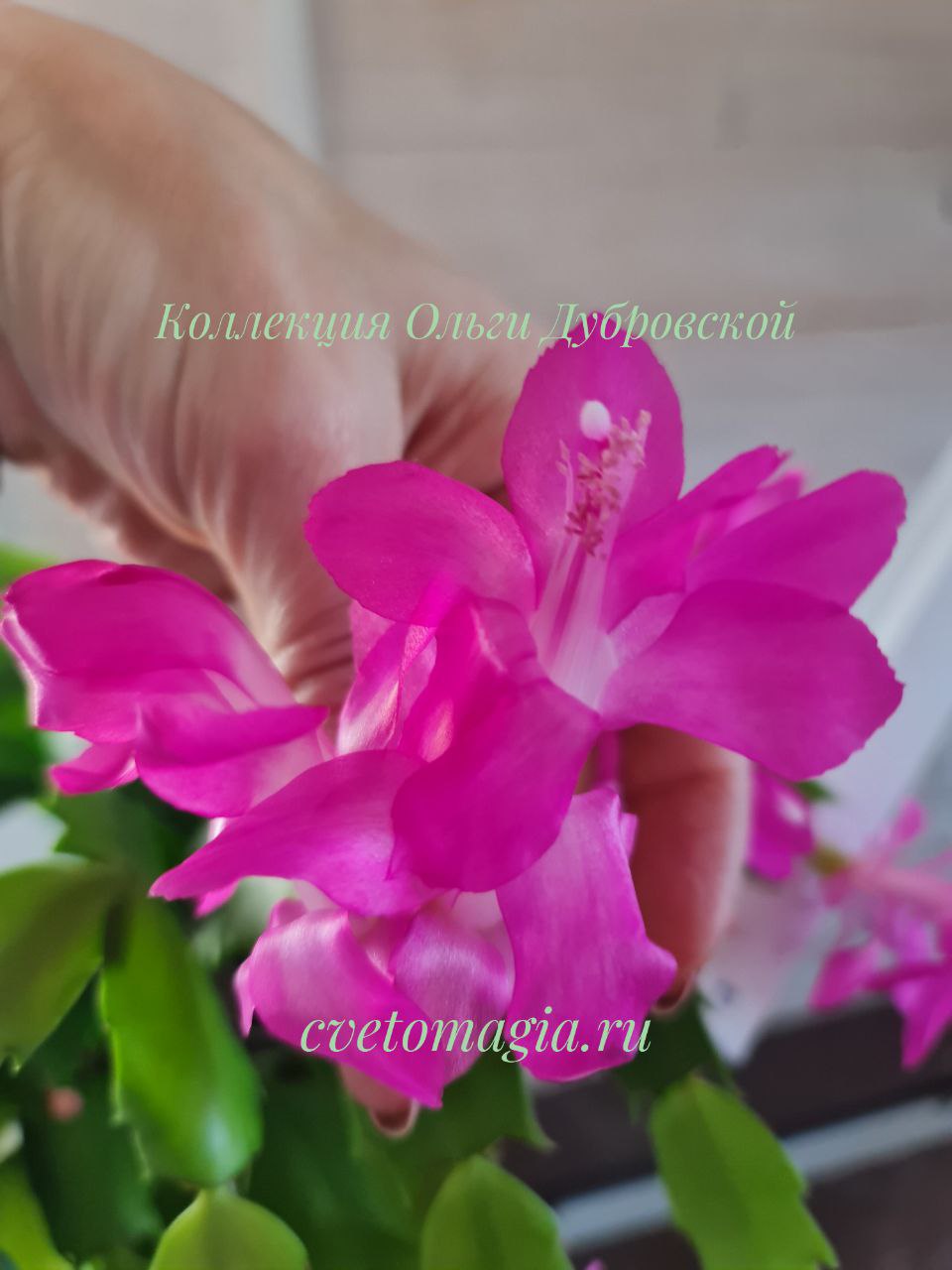 Шлюмбергера Liberty Judy (декабрист Либерти Джуди) — изображение 3