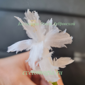 Schlumbergera White Flаmenco шлюмбергера альбинос