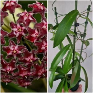 Hoya Pubicalyx Black Dragon