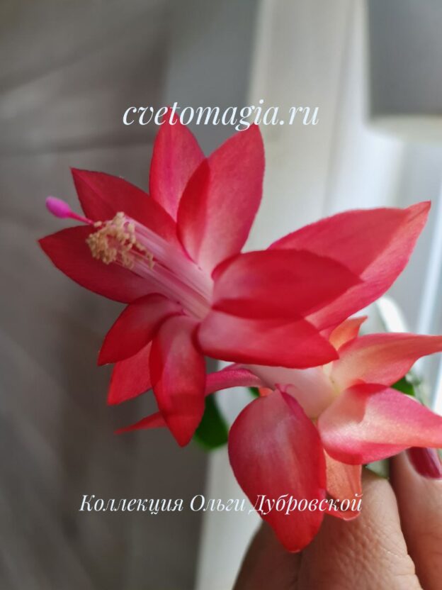 Corumba Brazil