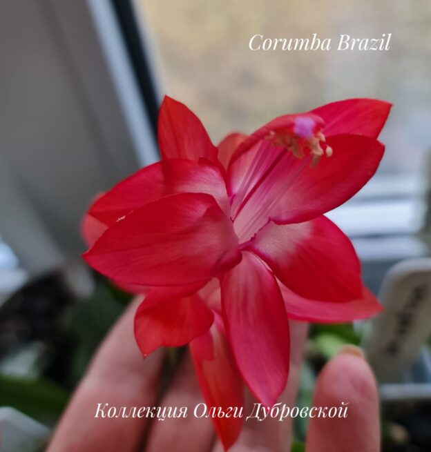 Шлюмбергера Corumba Brazil