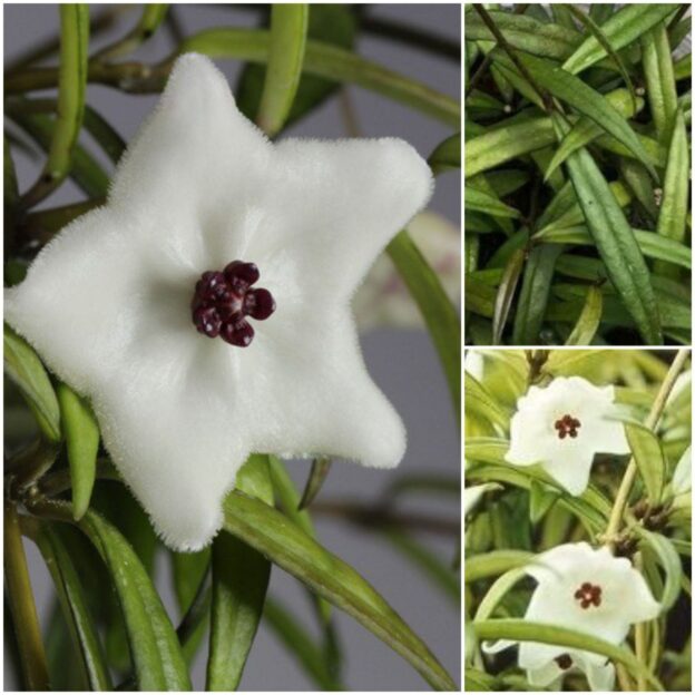 Hoya pauciflora (хойя паусифлора)