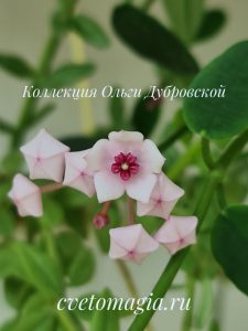 Hoya Lithophytica