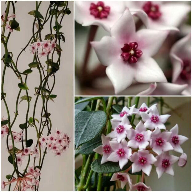 Hoya Lithophytica