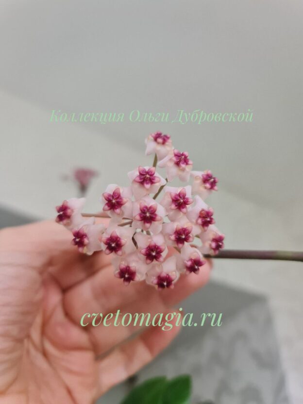 Hoya Obovata splash