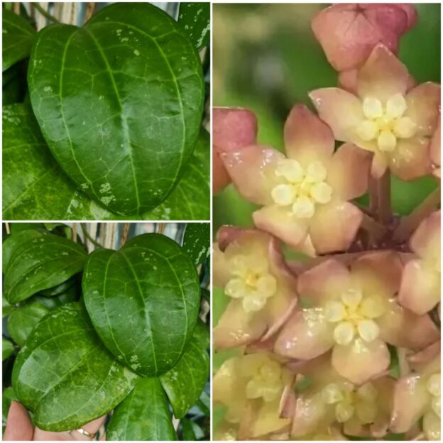 Hoya sp. Sarawak cream flowers (хойя саравак крем флауверс)