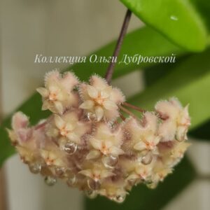 Hoya erythrina