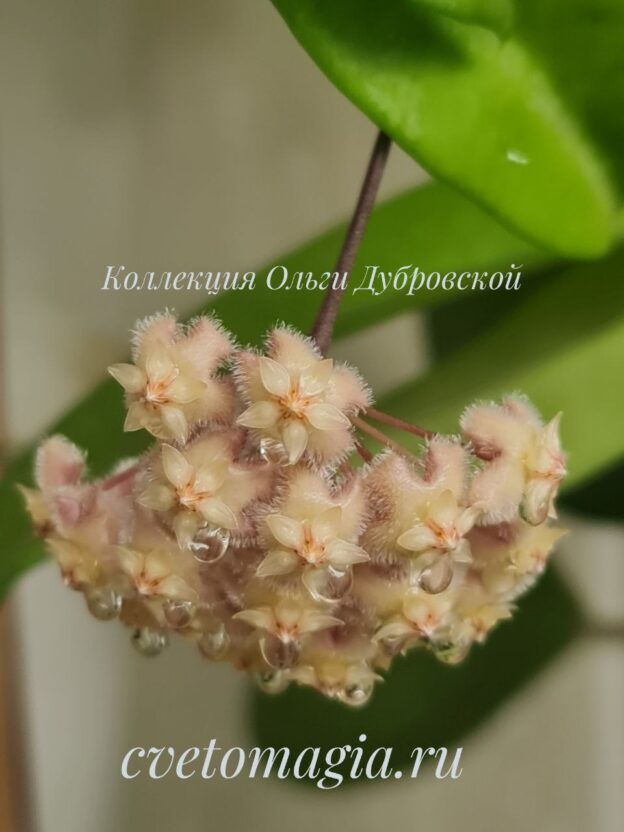 Hoya erythrina