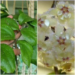 Hoya erythrina-