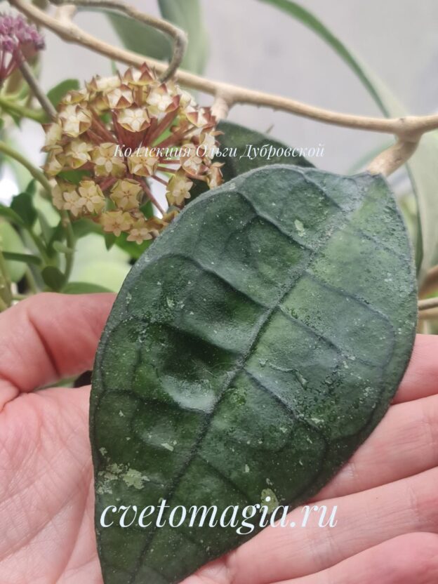 Hoya finlaysonii dark