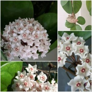 Hoya fungii