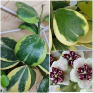 Hoya kerrii albomarginata