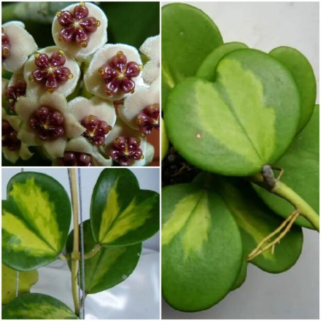 Hoya kerrii variegata