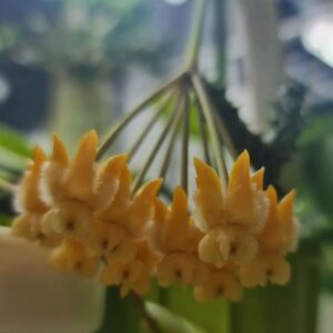 Hoya lasiantha (хойя лазианта)