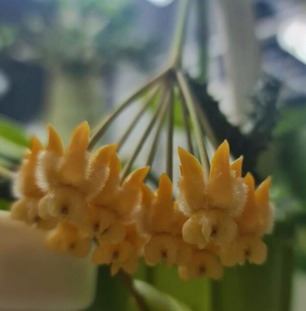 Hoya lasiantha (хойя лазианта)