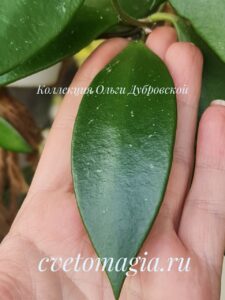 Hoya micranta