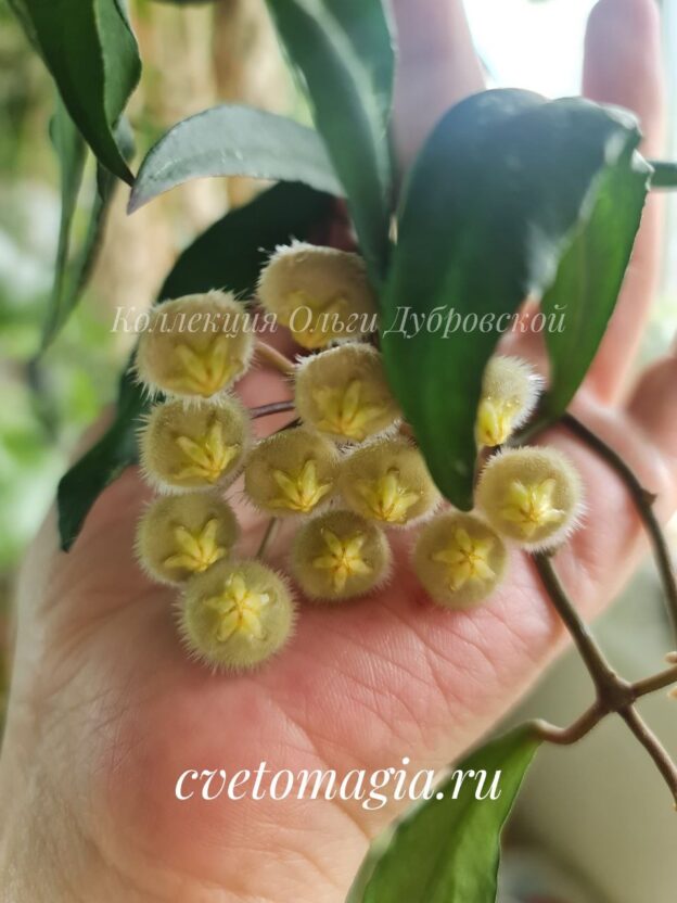 Hoya mirabilis clone A (хойя мирабилис)