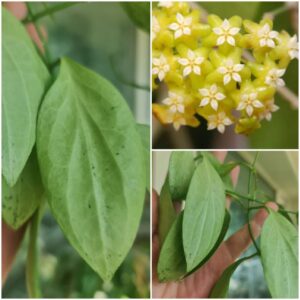 Hoya nicholsoniae new guinea ghost (хой никольсона нью гвинея гост)