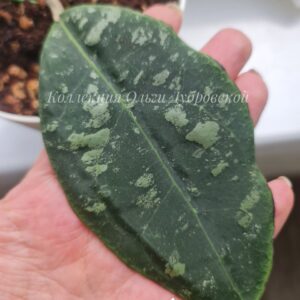 Hoya rintzii borneo (хойя ринзи борнео)