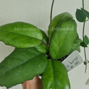 Hoya seed 002 (хойя сид 002)