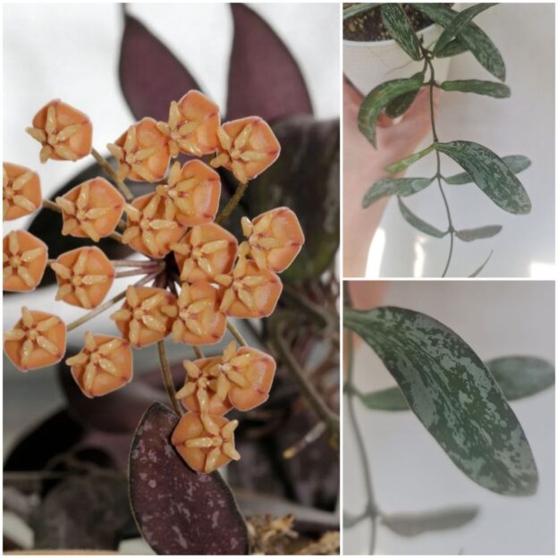 Hoya sigillatis (хойя сигилатис)